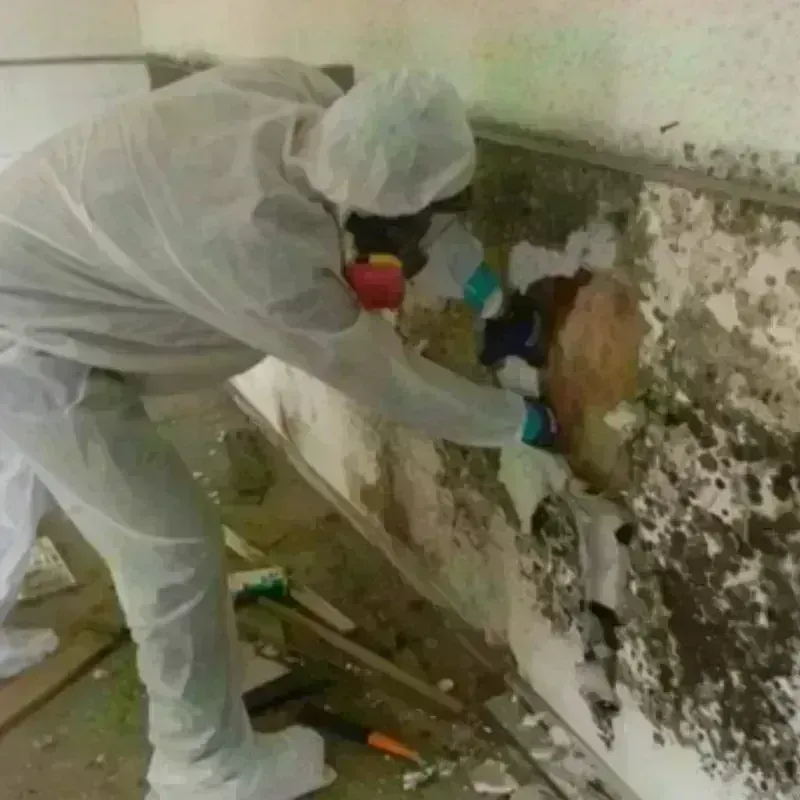 Mold Remediation and Removal in Castro Valley, CA